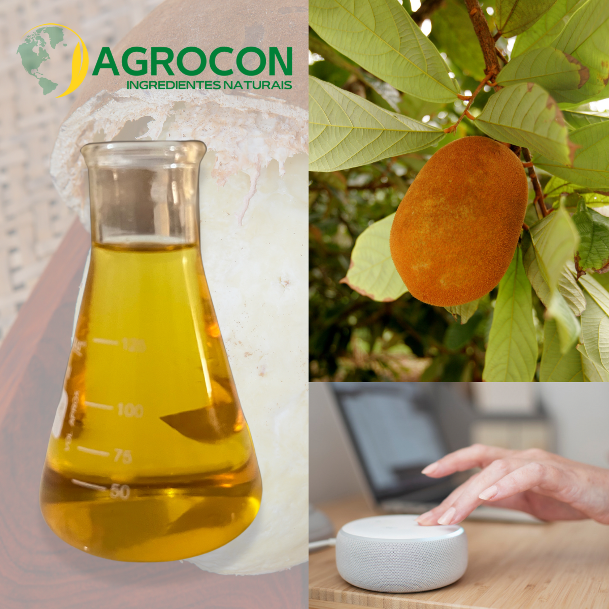 CUPUAÇU FRUIT EXTRACT